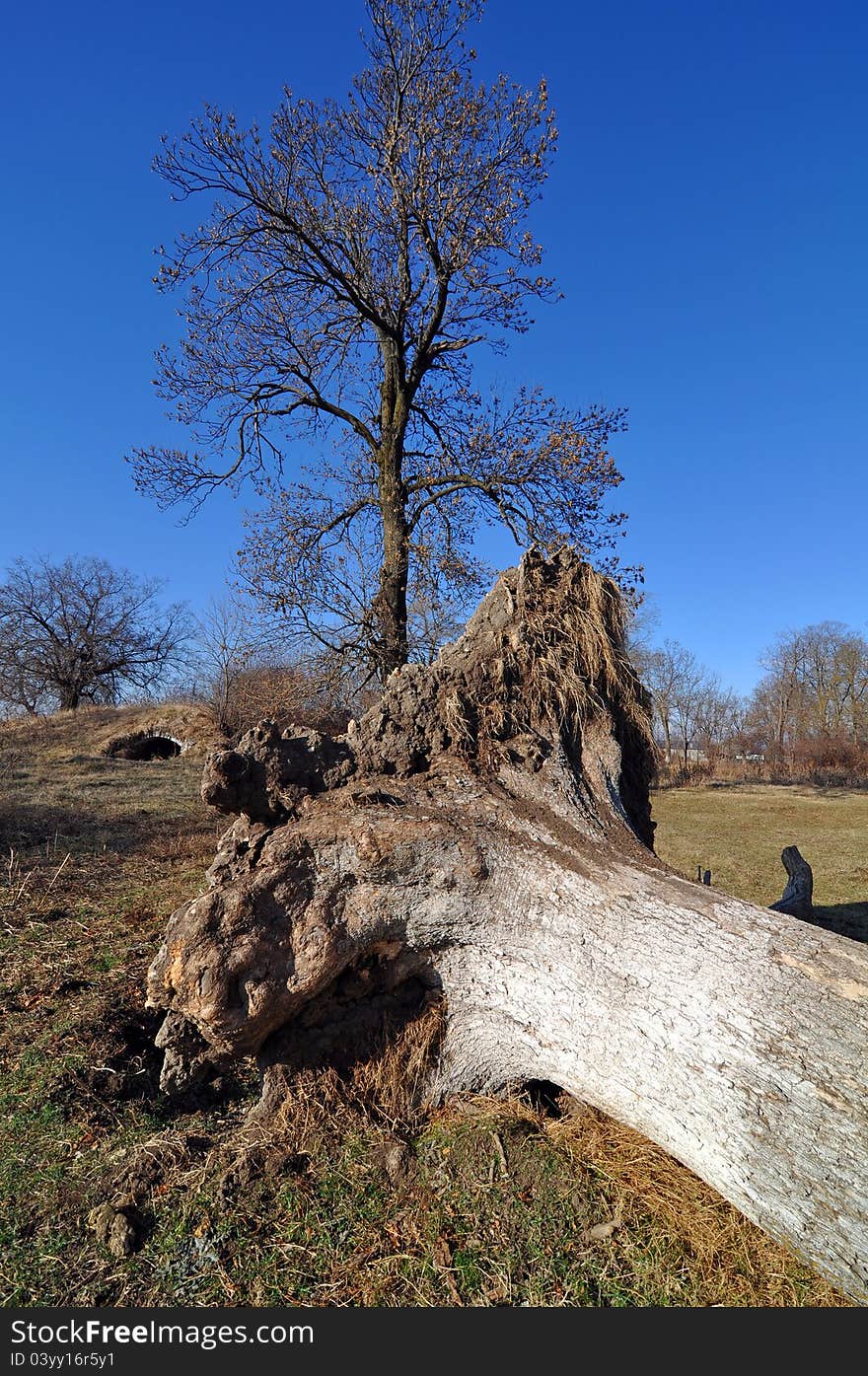 Broken wooden root