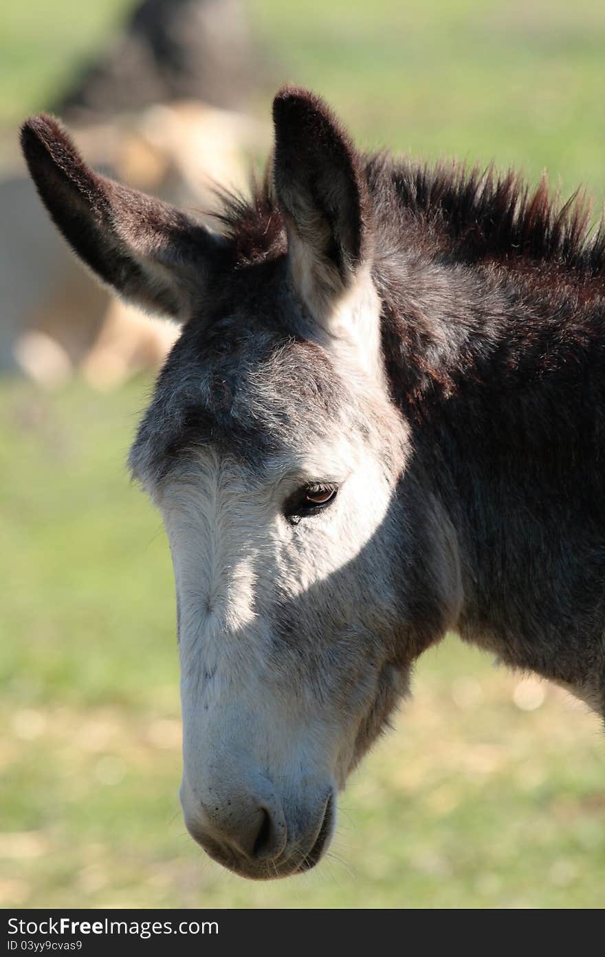 Portrait head of an ass in the nature