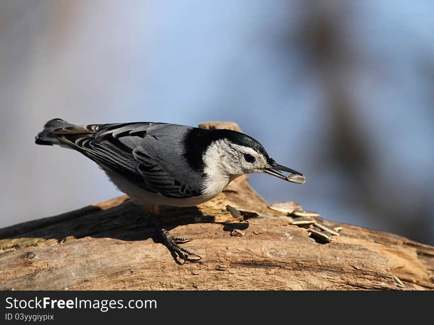 Ready to fly away with a fresh sunflower seed. Ready to fly away with a fresh sunflower seed.