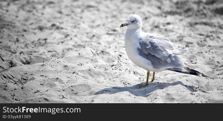 A seagull on the beach in Newport, Rhode Island's 2nd Beach.