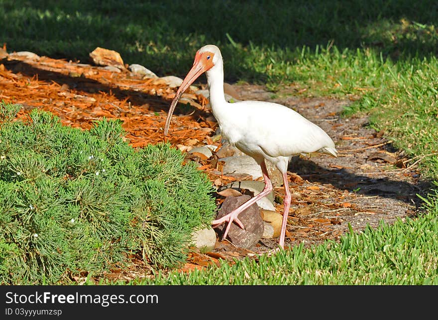 A graceful tropical bird seems to pose for our picture!. A graceful tropical bird seems to pose for our picture!