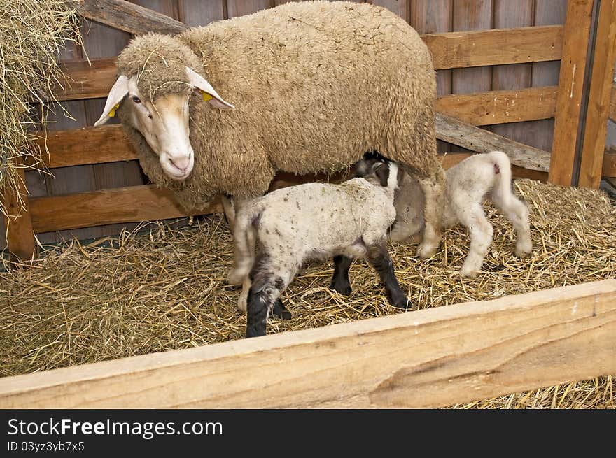 Sheep with newborn lamb in a barn. Sheep with newborn lamb in a barn