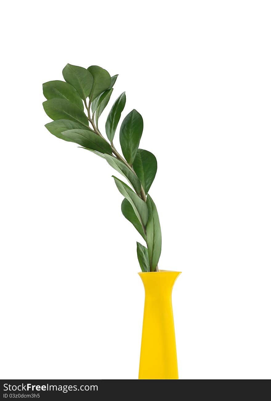 Green Leaves Branch In Vase