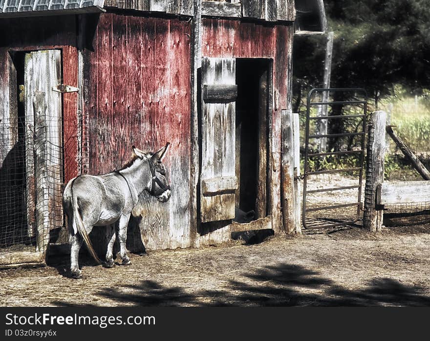 A small donkey heading toward his barn. A small donkey heading toward his barn.