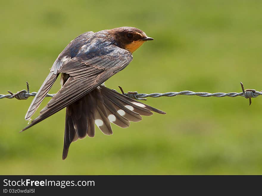 Swallow tail