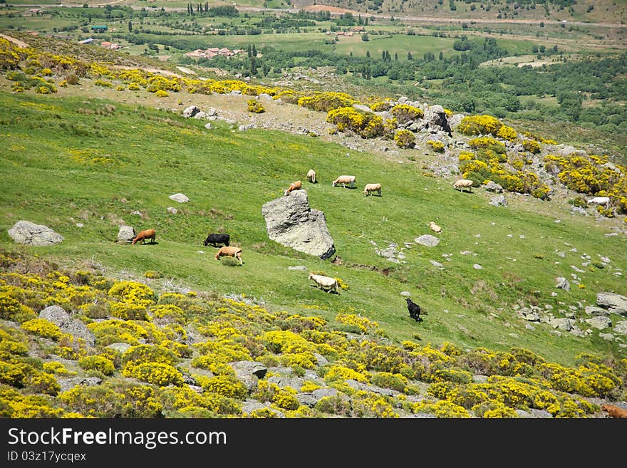 Livestock At Gredos Mountains