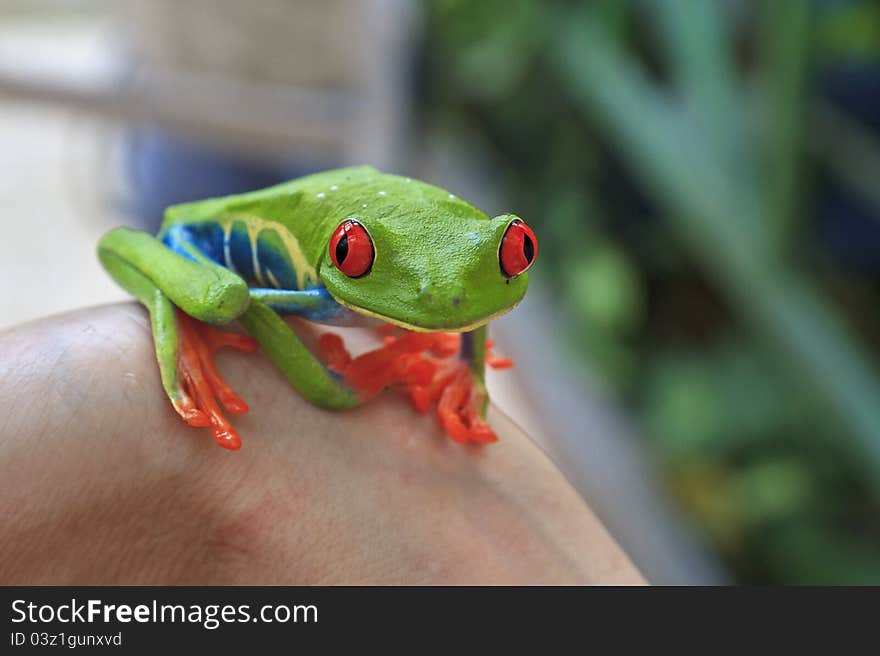 A tiny, brightly colored red eyed tree frog perched on someone's wrist in Costa Rica