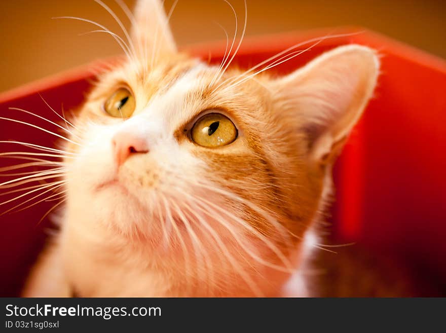 A young ginger cat looking up. A young ginger cat looking up.