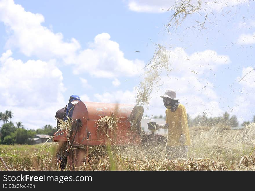 Rice Farming