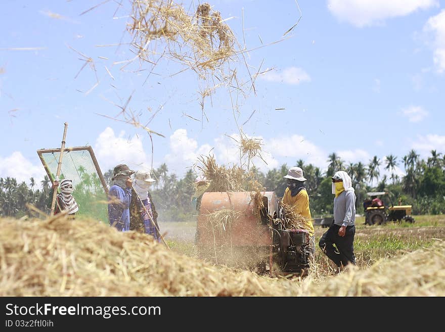 Rice Farming