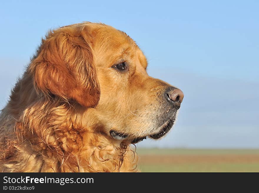 Profile of a golden retriever