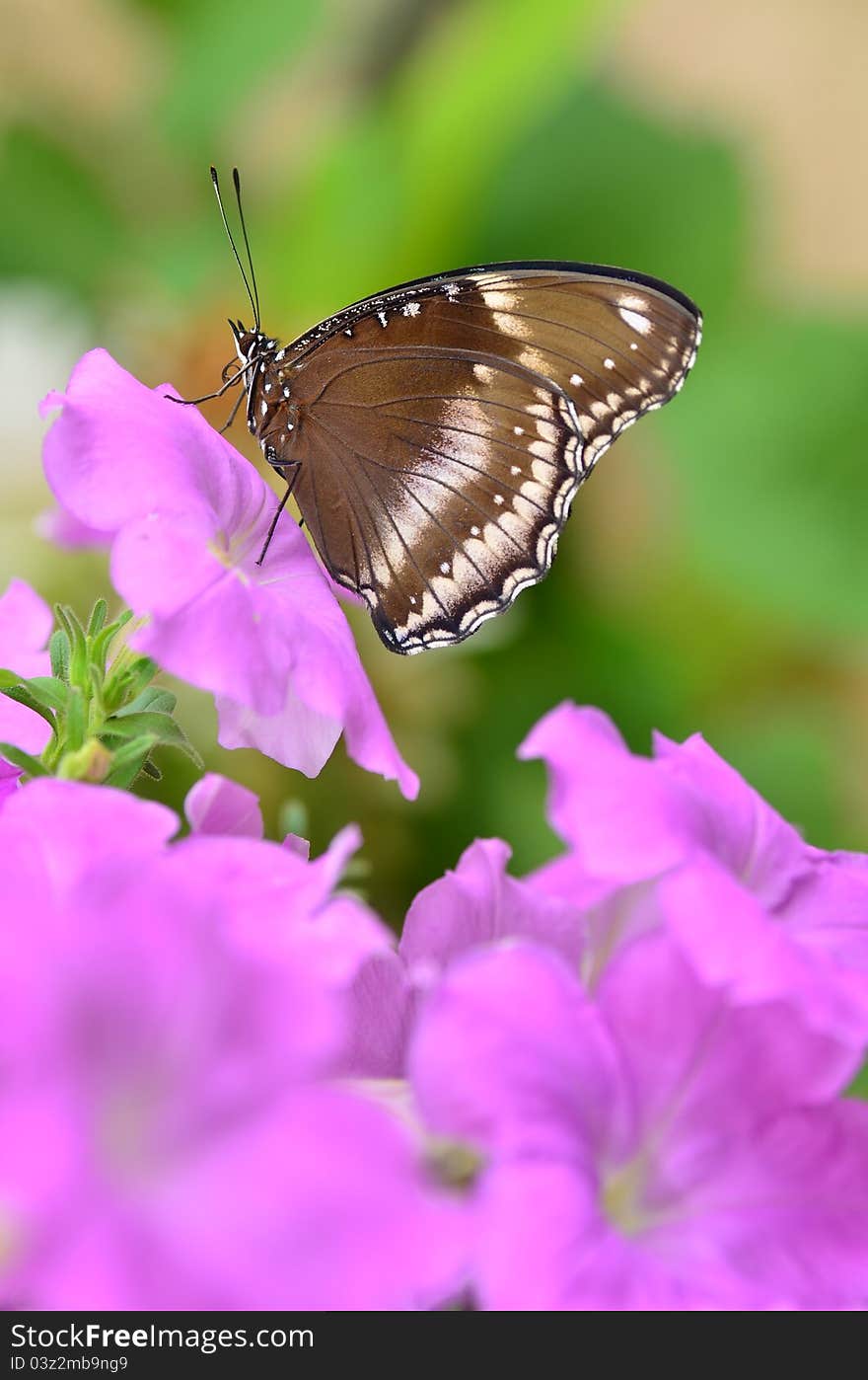 Blue moon butterfly on pink petunia