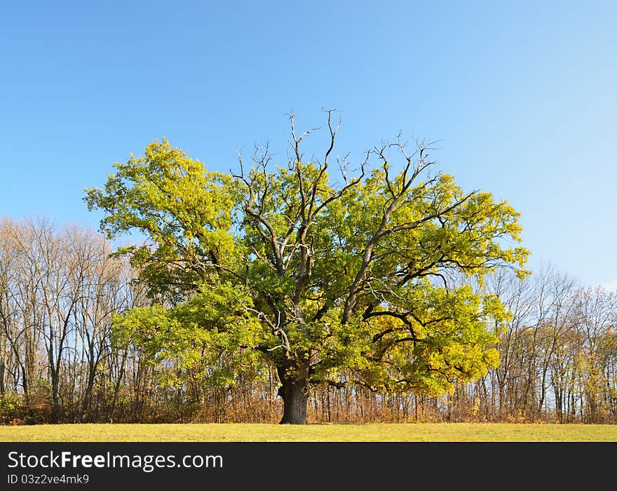 Single Oak Tree In The Autumn Glade