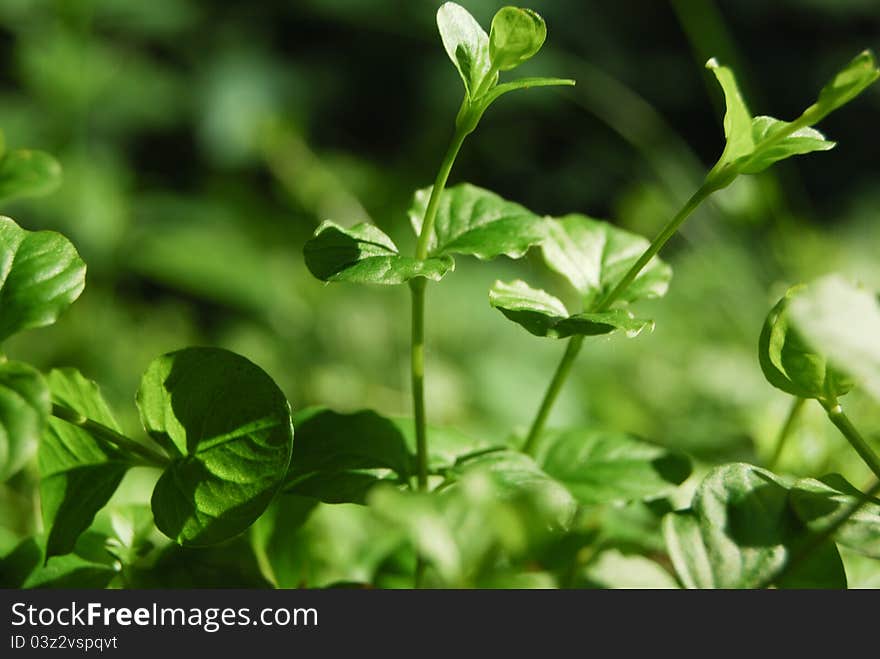 First shoots. lush green vegetationLush green vegetation. First shoots. lush green vegetationLush green vegetation.