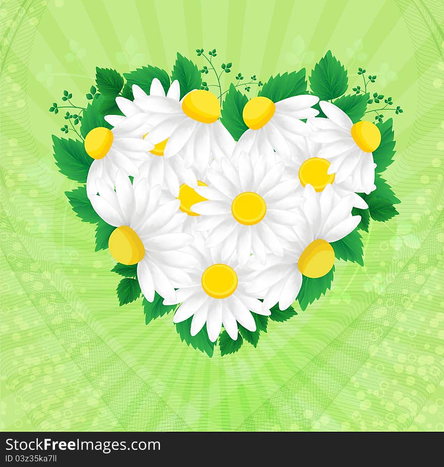 Vector of white daisies heart on green background. Vector of white daisies heart on green background