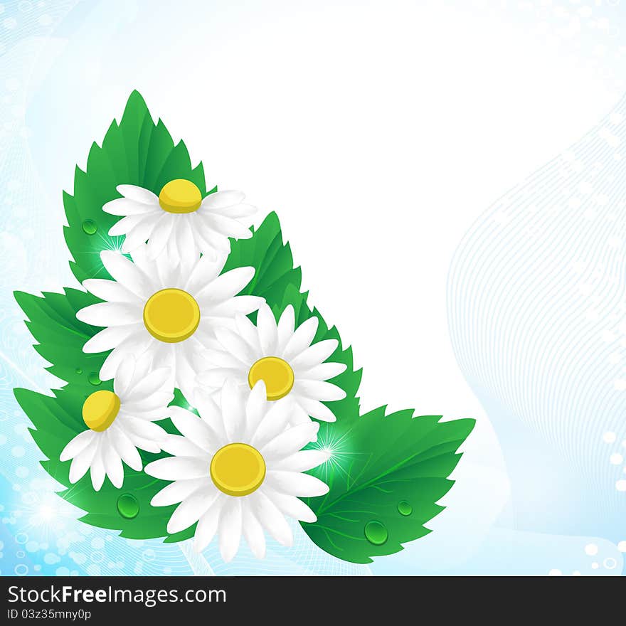 Bouquet of white daisies on a blue background. Bouquet of white daisies on a blue background