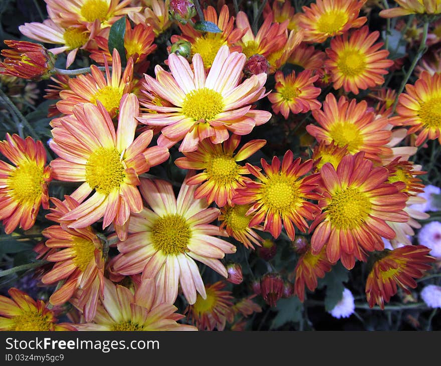 Spoon mum flower background