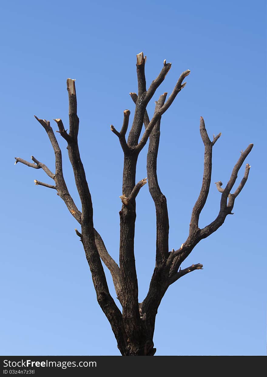 Completely defoliated tree on blue sky background