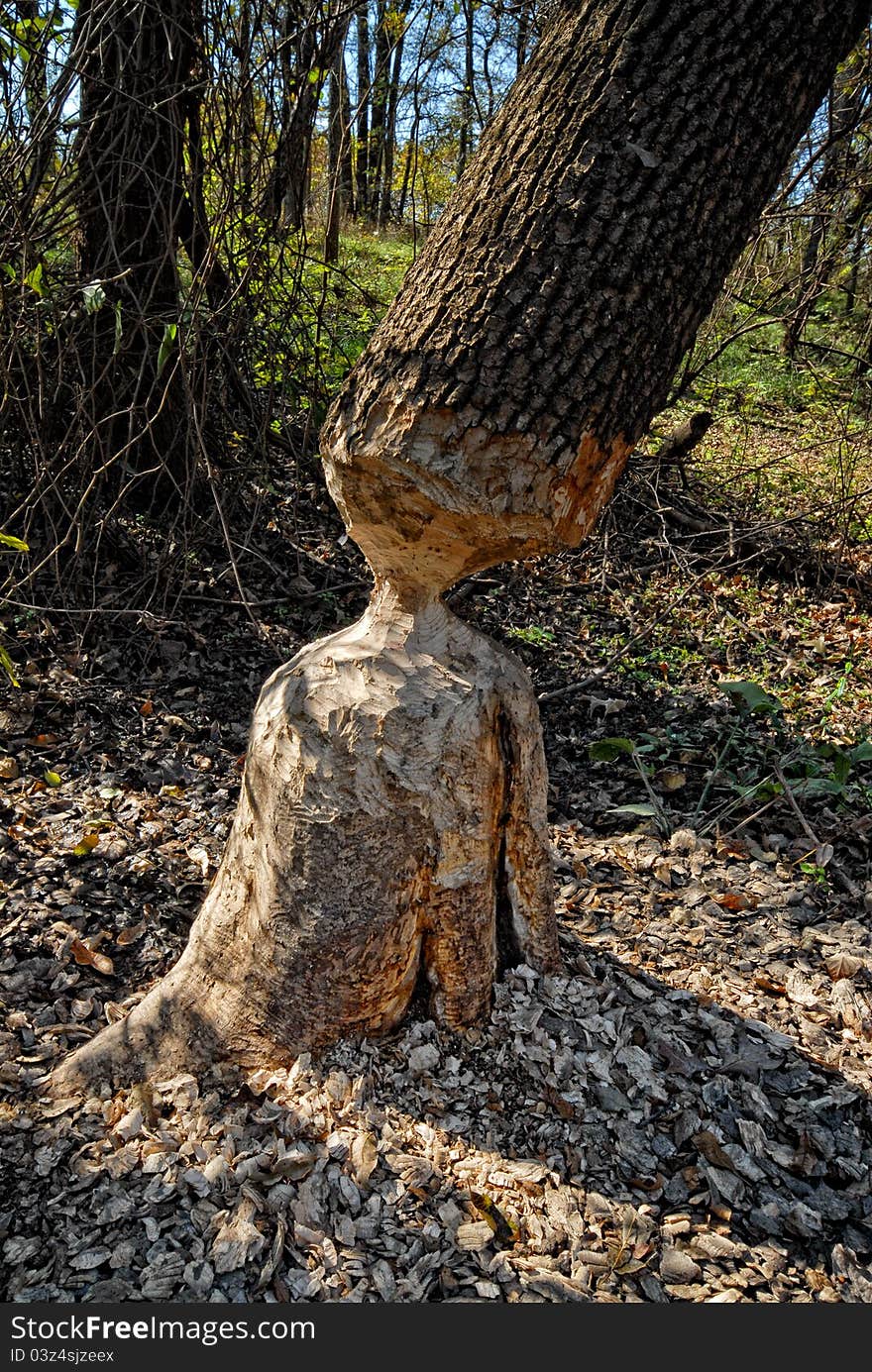 Large tree almost down by beavers. Large tree almost down by beavers