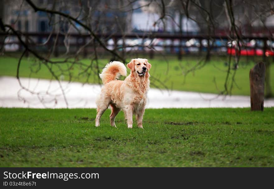 Golden retriver standing in the park