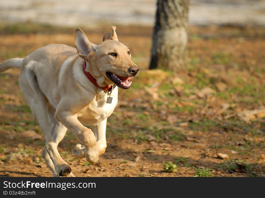 A running Yellow Labrador Retriever