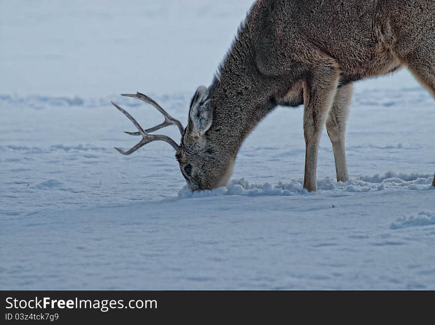 Foraging deer