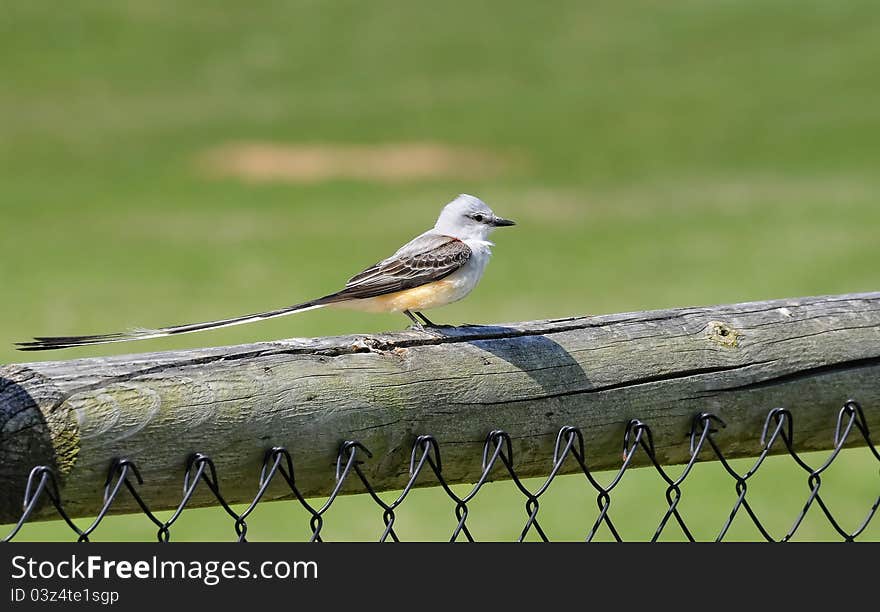 Scissor Tailed Flycatcher