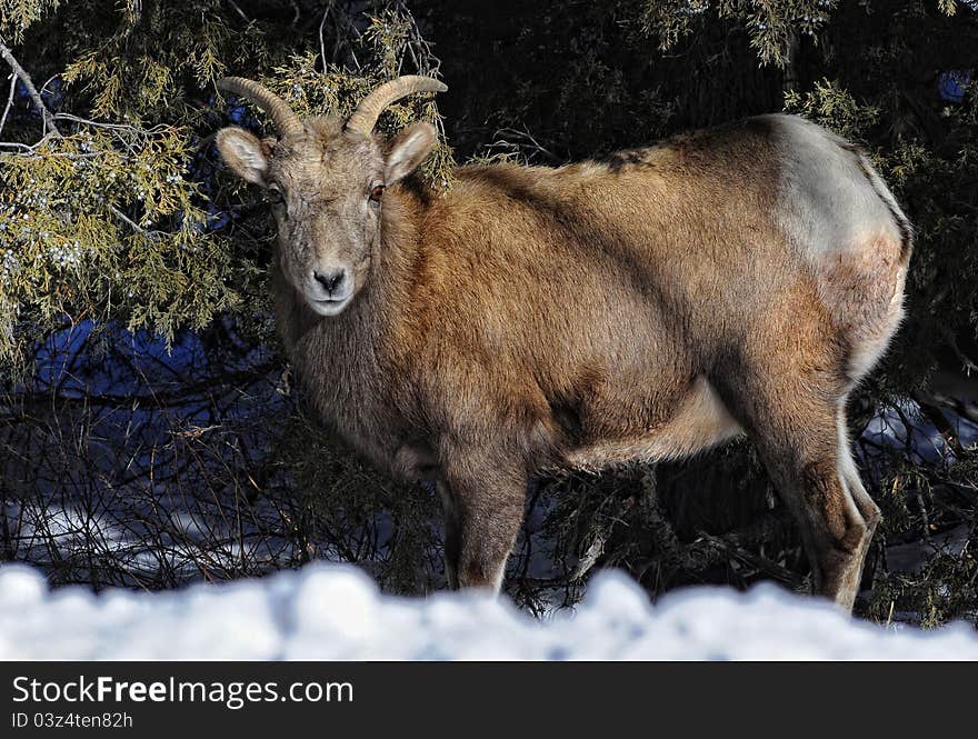 Colorado mountain sheep in the snow