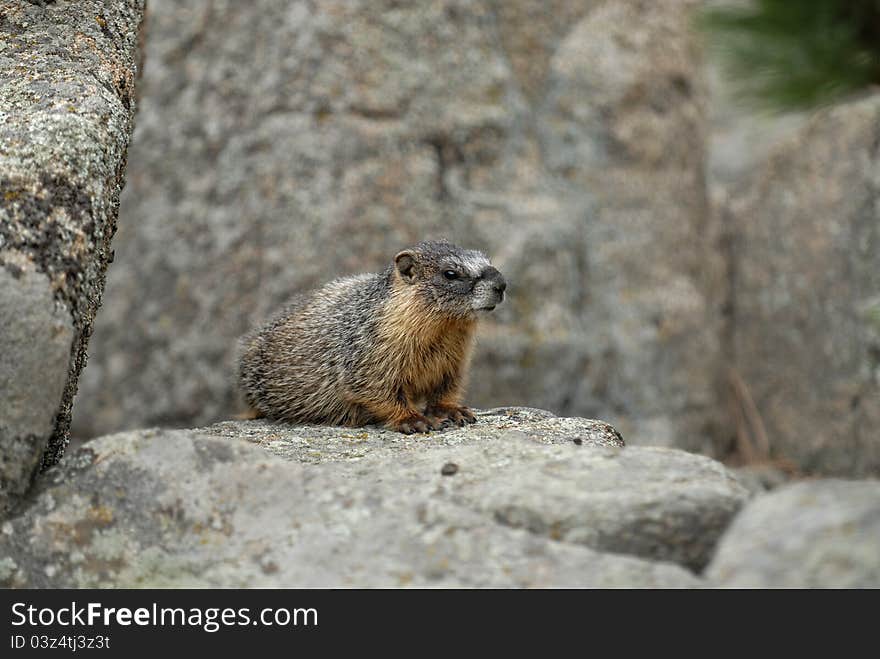 Colorado marmot