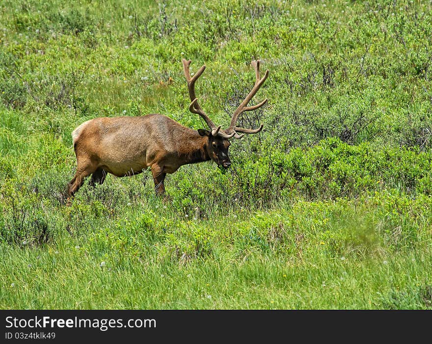 Rocky mountain elk