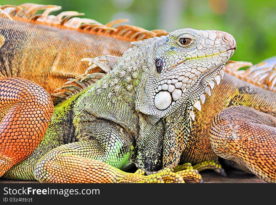 Colorful lizard detail on blurred background