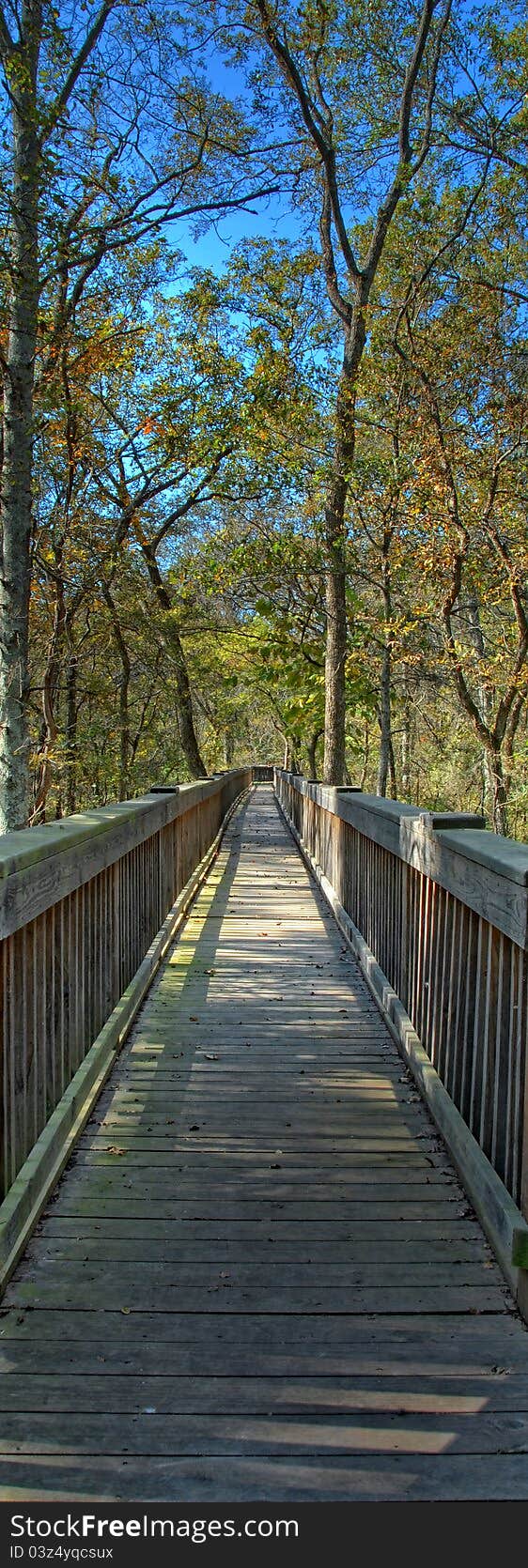 Boardwalk through some trees in Oklahoma. Boardwalk through some trees in Oklahoma