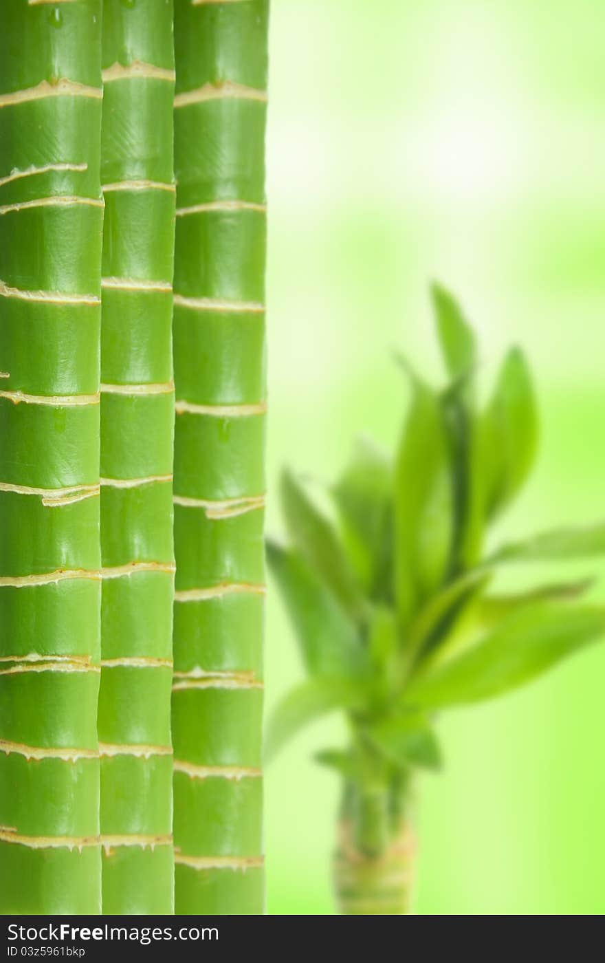 Three green bamboo blends for green background