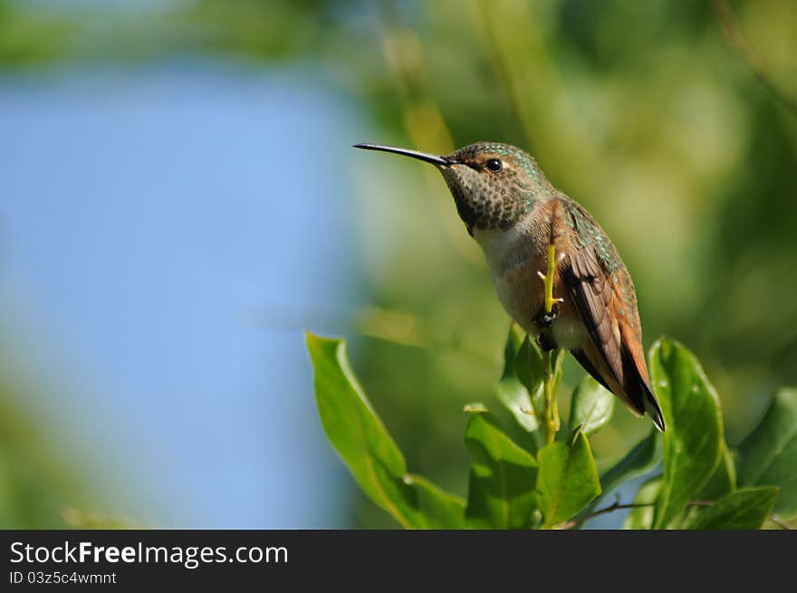 Hummingbird up close