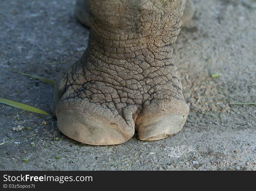 rhinoceros foot