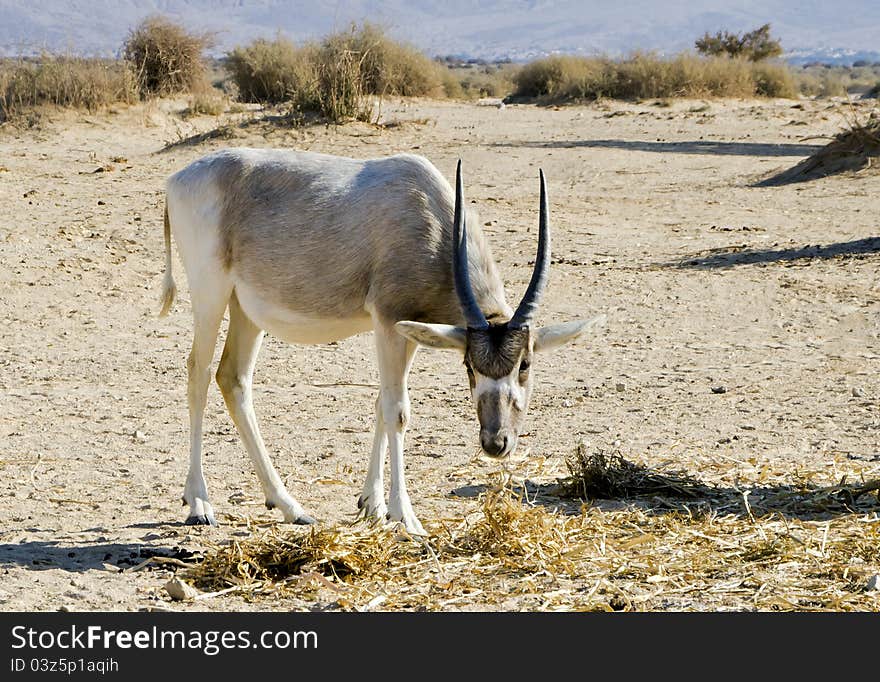 A herbivorous antelope, the Arabian oryx (Oryx leucoryx) in Hai-Bar Yotvata nature reserve, 25 km from Eilat, Israel. A herbivorous antelope, the Arabian oryx (Oryx leucoryx) in Hai-Bar Yotvata nature reserve, 25 km from Eilat, Israel