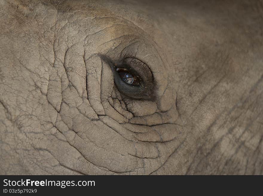 Elephant close up