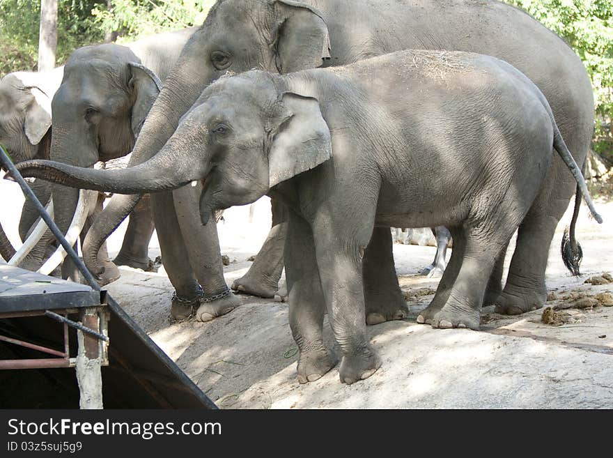 Close up Elephant in zoo