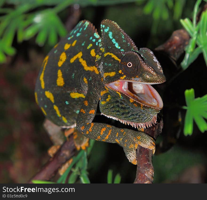 This is pregnant female chameleon  tries to kick away the male chameleon