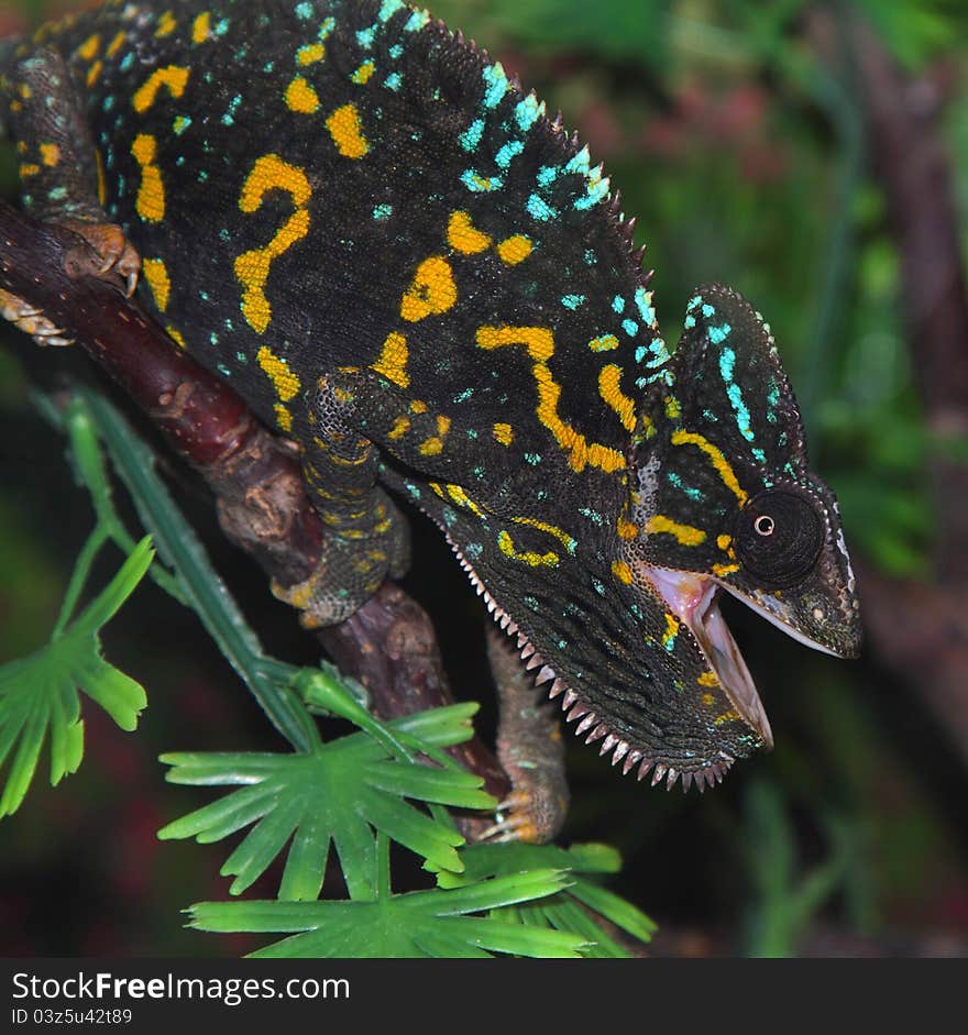 This is pregnant female chameleon tries to kick away the male chameleon