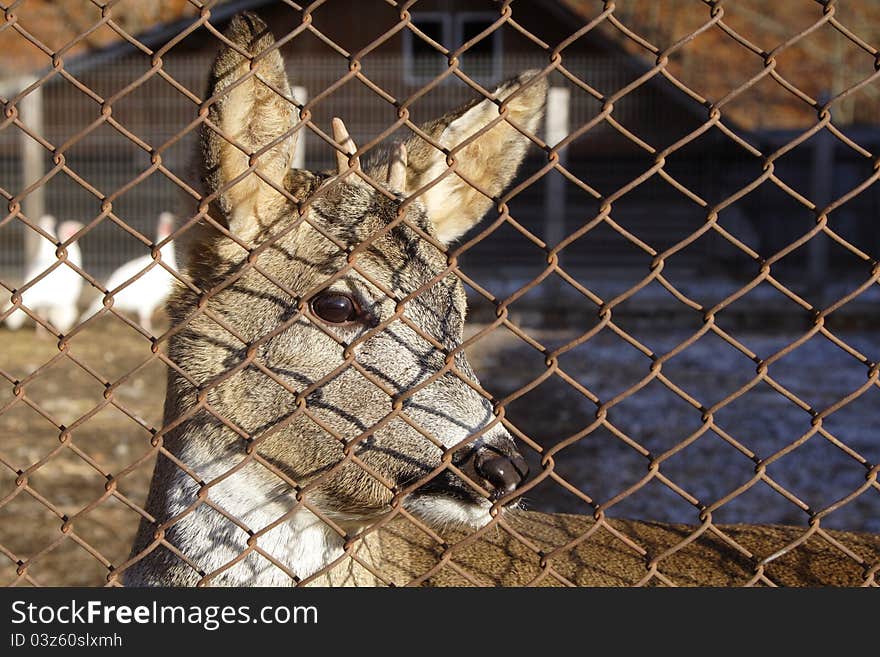 Dear Behind Fence