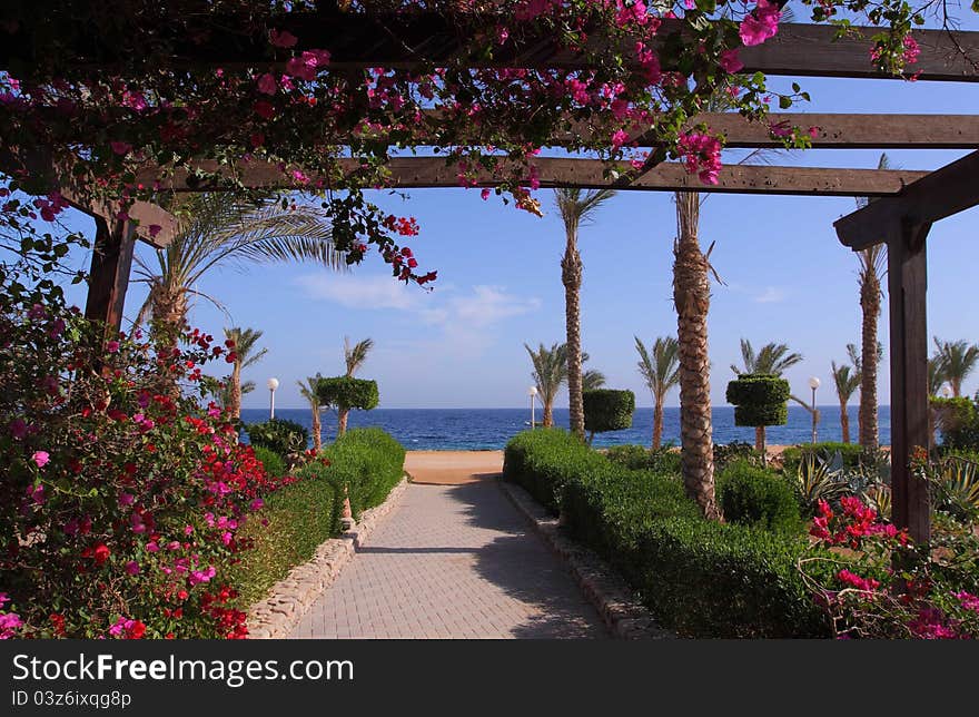 Red Sea shore with palms and flowers