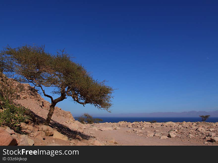 Stone desert landscape on the shore of Red Sea. Stone desert landscape on the shore of Red Sea