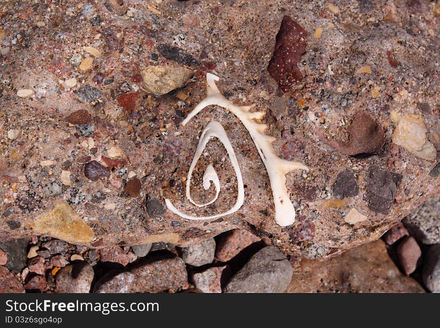 Seashell in stone