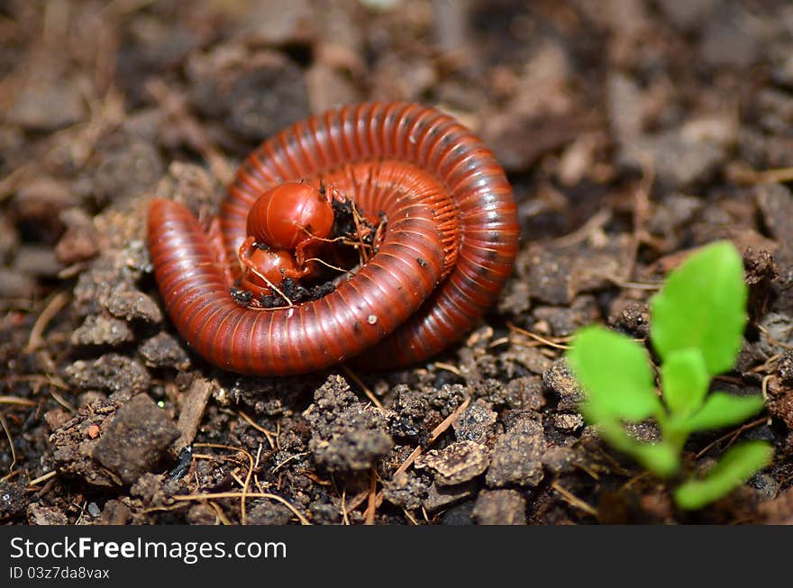 Mating Millipedes