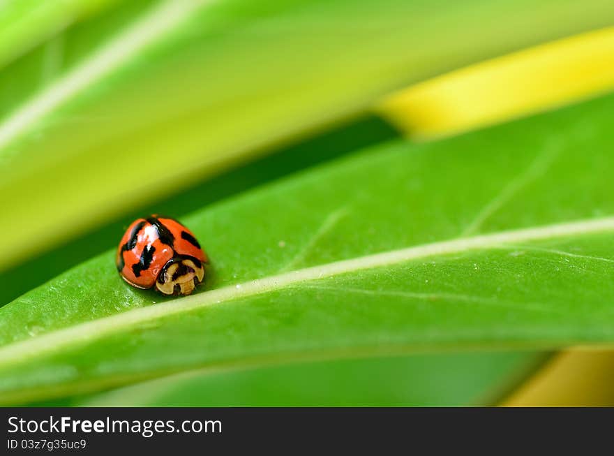 Ladybug on leaf desert rose