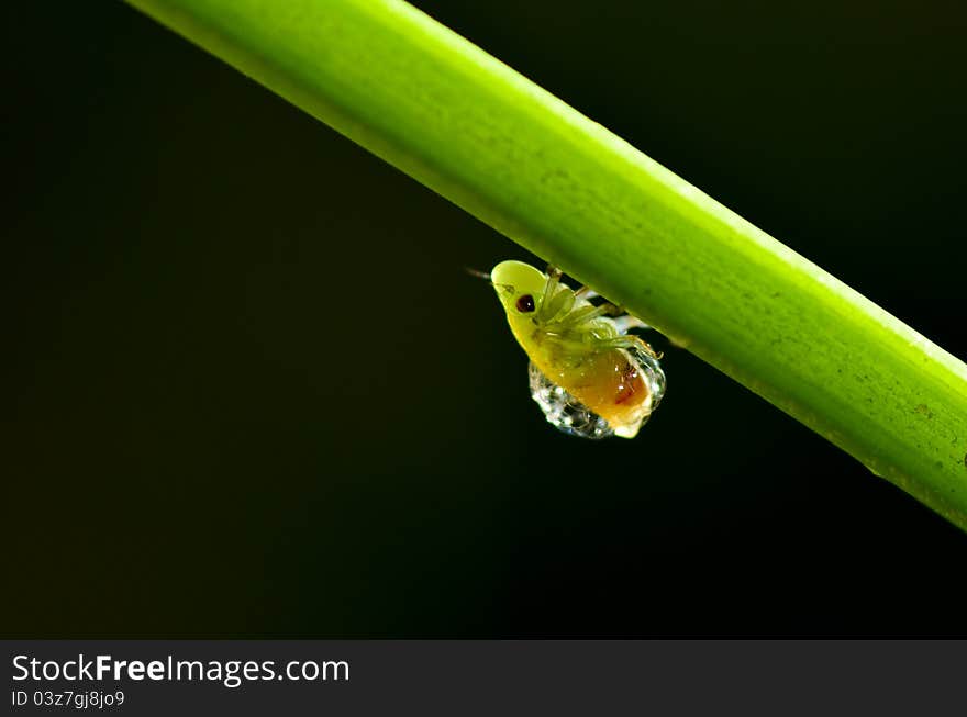 Froghopper