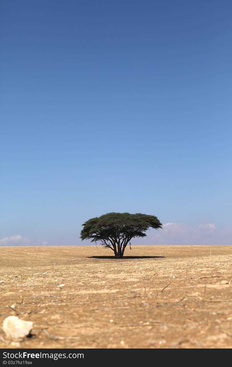 Tree in the desert