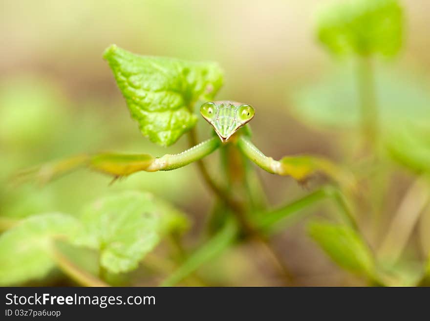 Praying Mantis