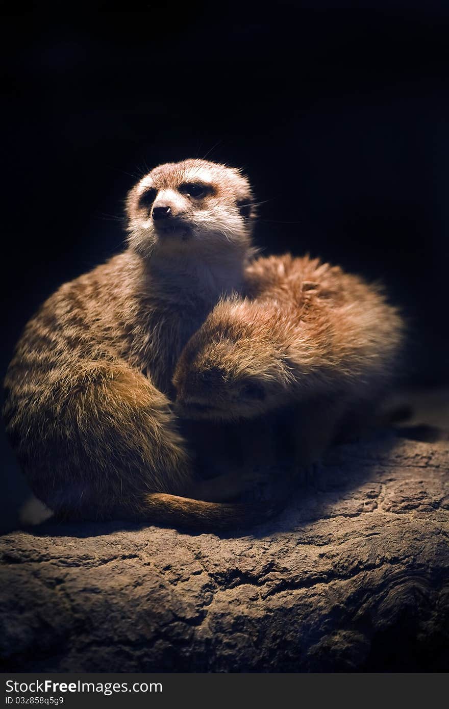 Lemming couple standing on the rockr